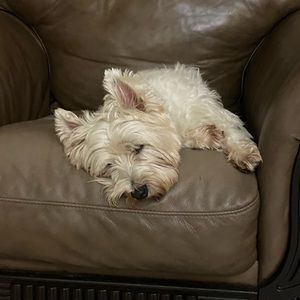 Meet your Posher, Alexa